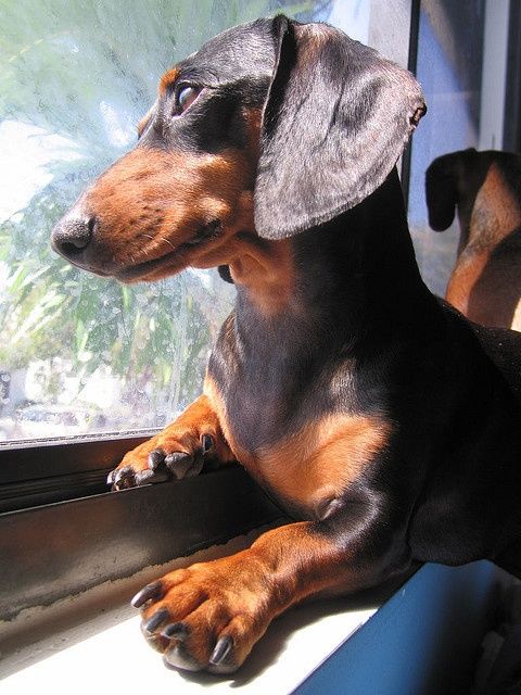dachshund window pics