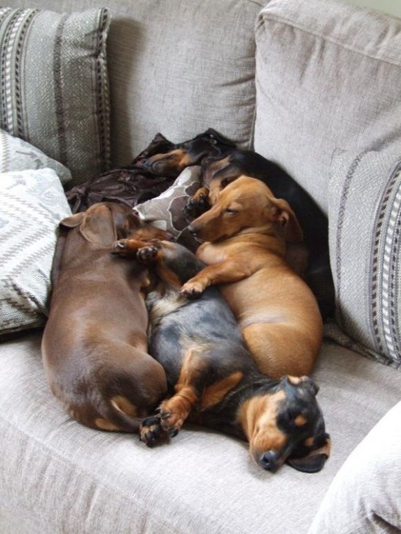dachshunds sleep photo
