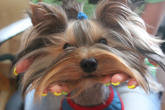 dog cute yorkshire terrier face
