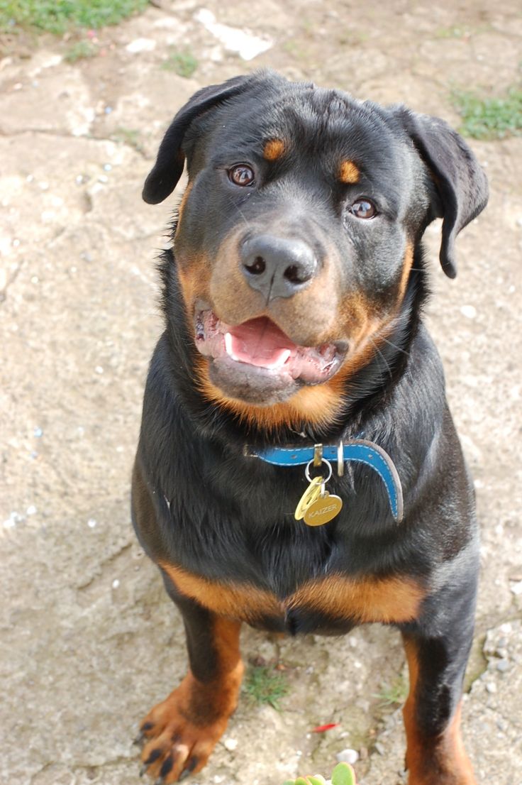 Download 14 Reasons Rottweilers Are The Worst Indoor Dog Breeds Of ...