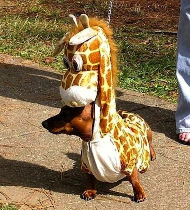 doxie halloween costume