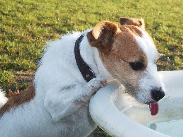 drinking jack russell pics