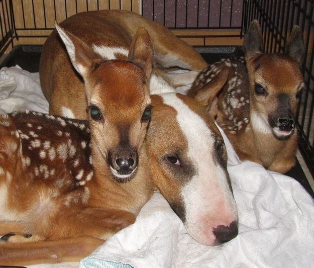 english bull terrier deer