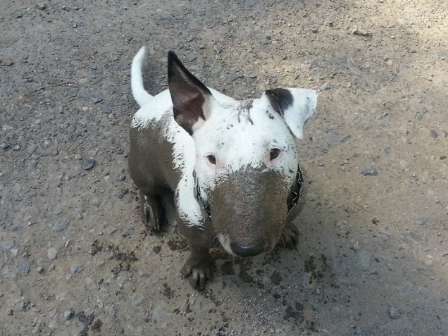 english bull terrier dirty
