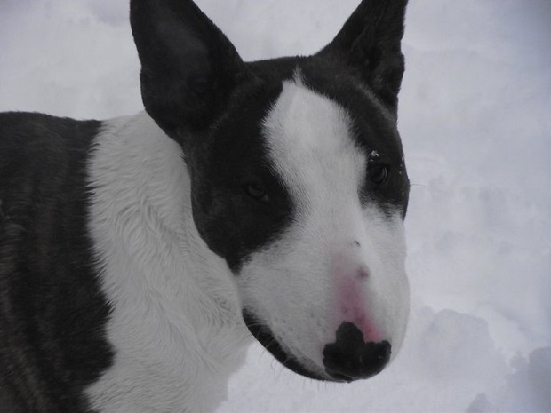 english bull terrier face snow