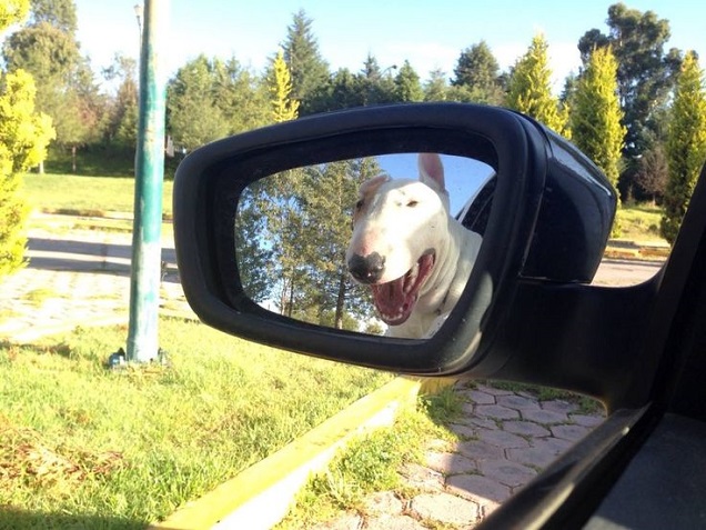 english bull terrier mirror car
