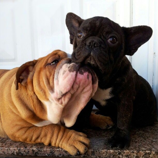 16 Reasons English Bulldogs Are Not The Friendly Dogs Everyone Says ...