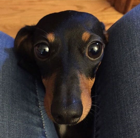 16 Reasons Dachshunds Are Not The Friendly Dogs Everyone Says They Are 3 eyes dachshund face curious