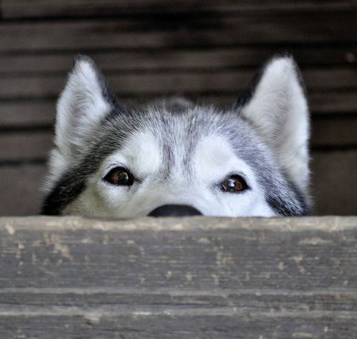eyes husky photography table