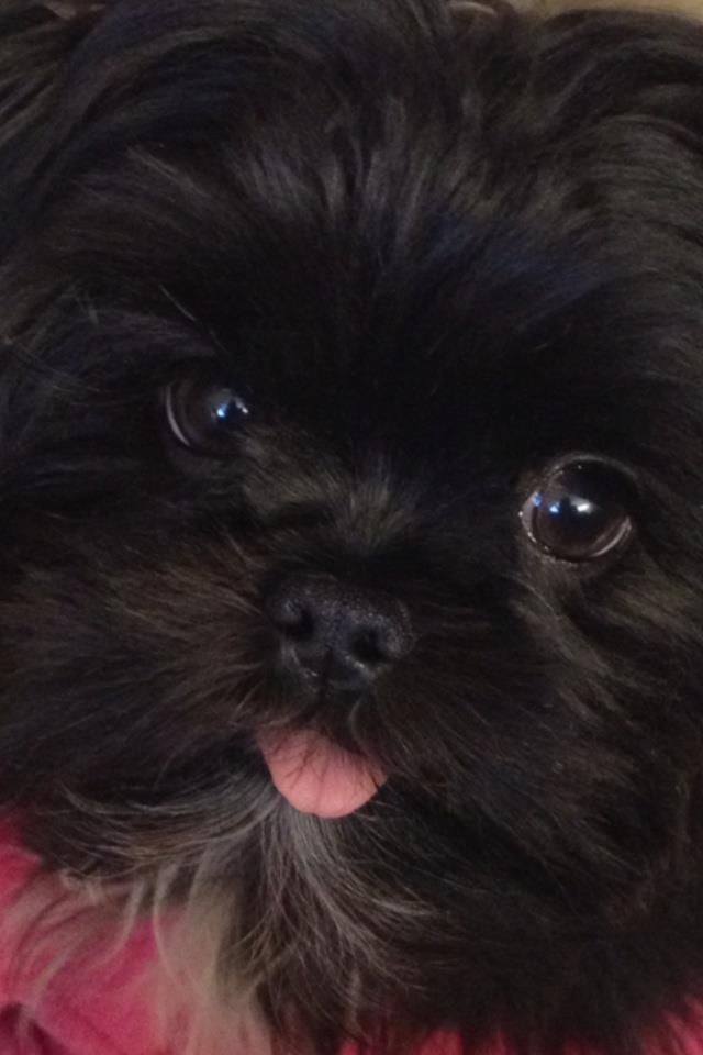 face closeup shih tzu