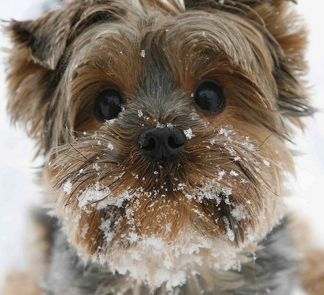 face closeup yorkshire terrier snow