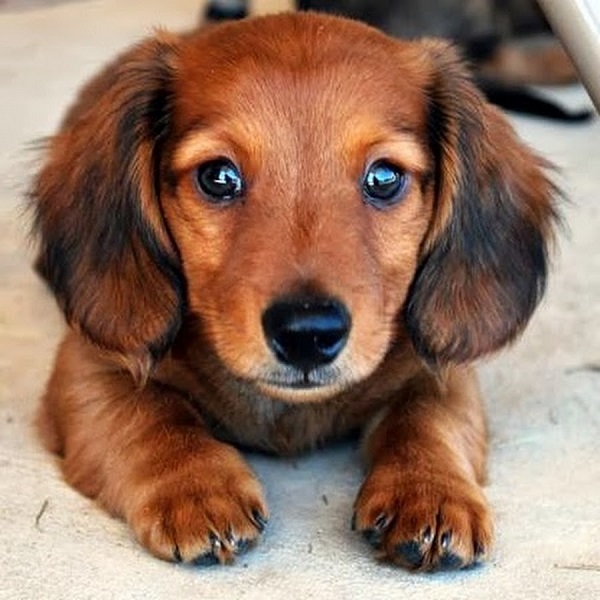 face dachshund puppy pics