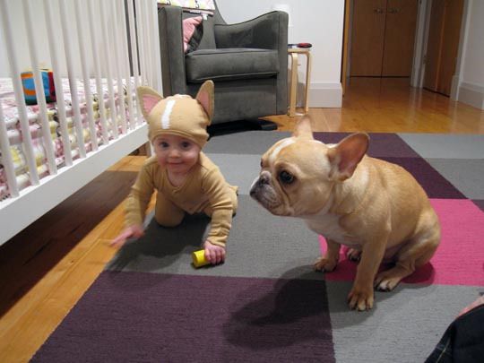 french bulldog and child