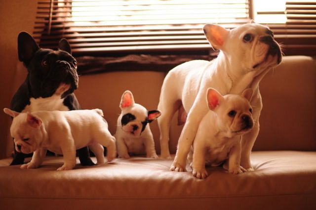 french bulldog family