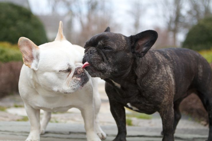 french bulldog kiss
