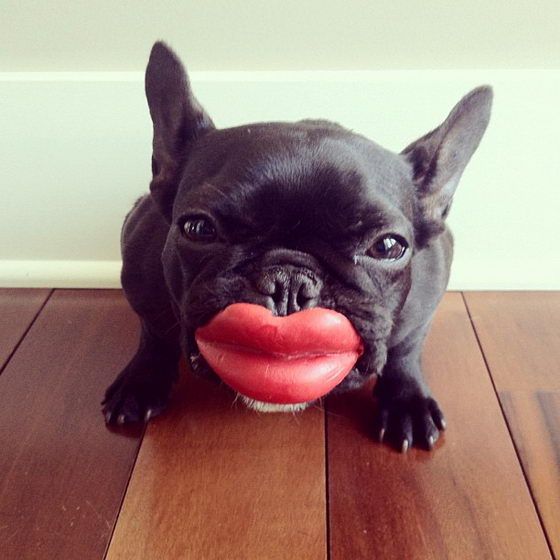 french bulldog lips funny