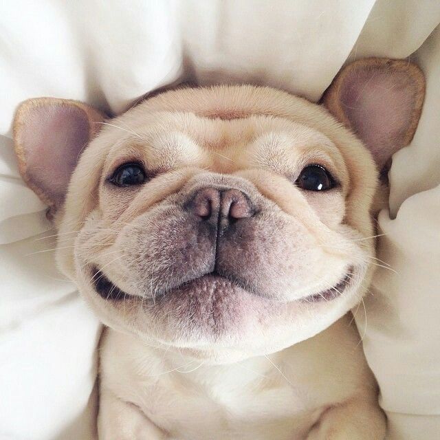 16 Reasons French Bulldogs Are The Worst Indoor Dog Breeds Of All Time 16 french bulldog smiling