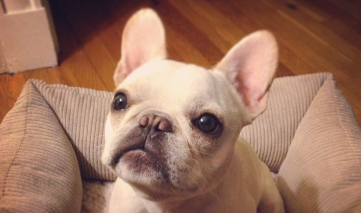 18 Things All French Bulldog Owners Must Never Forget 6