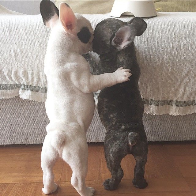 french bulldogs couple