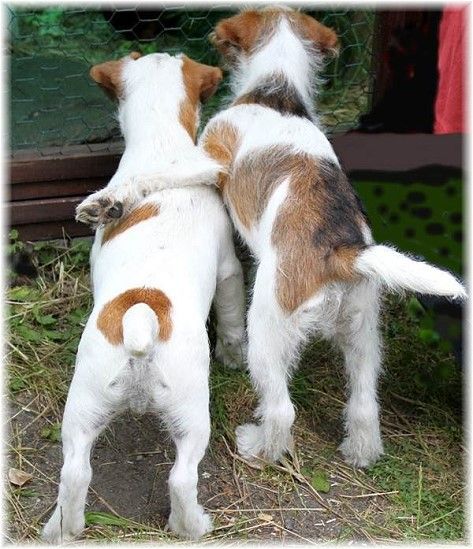 16 Reasons Jack Russells Are Not The Friendly Dogs Everyone Says They Are 8 friends jack russells dogs