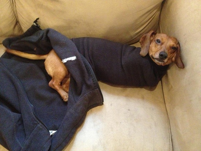 funny dachshund sleeve