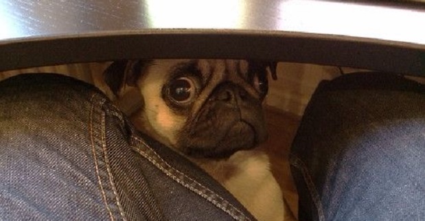 19 Things All Pug Owners Must Never Forget 8
