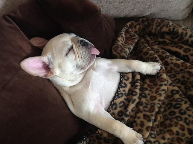 funny french bulldog sleeping