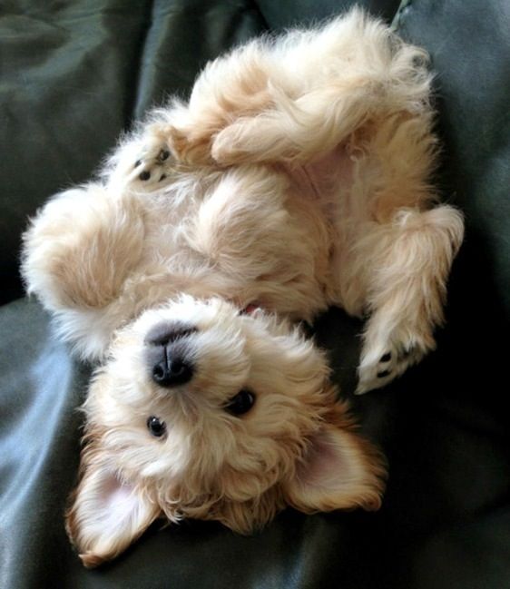 funny playful goldendoodle puppy