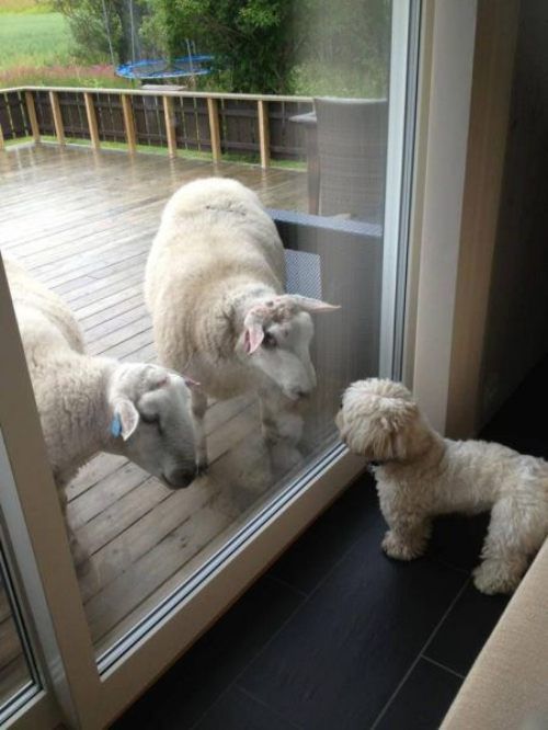 funny shih tzu sheep