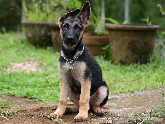 german shepherd cute dog