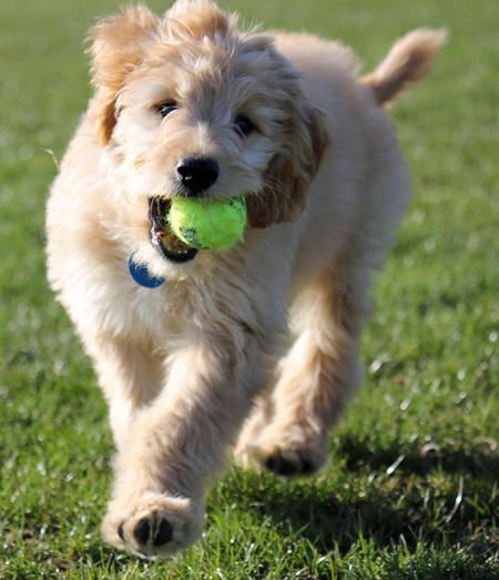 golden doodle playing ball