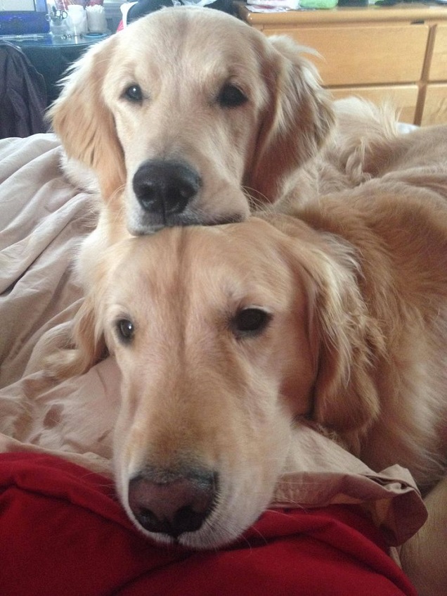 17 Reasons Golden Retrievers Are Not The Friendly Dogs Everyone Says They Are 3 goldens faces eyes