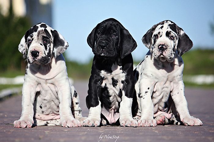 12 Signs You Are A Crazy Great Dane Person 10 great danes puppy pics