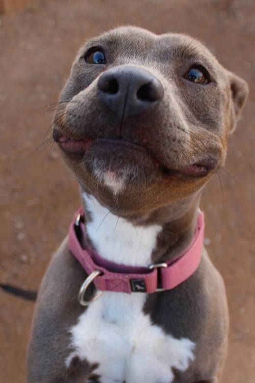 happy smiling pit bull
