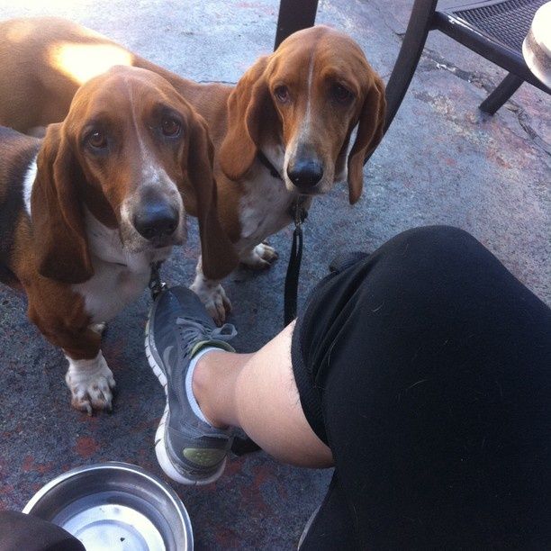 18 Things All Basset Hound Owners Must Never Forget 11 hungry basset hounds