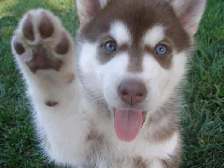 16 Reasons Huskies Are The Worst Indoor Dog Breeds Of All Time