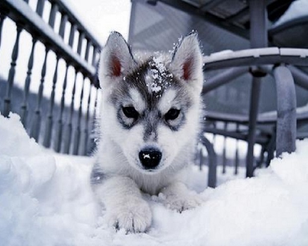 husky pup snow winter