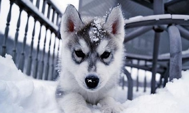 10 Huskies Totally Defying The Laws Of Physics 5