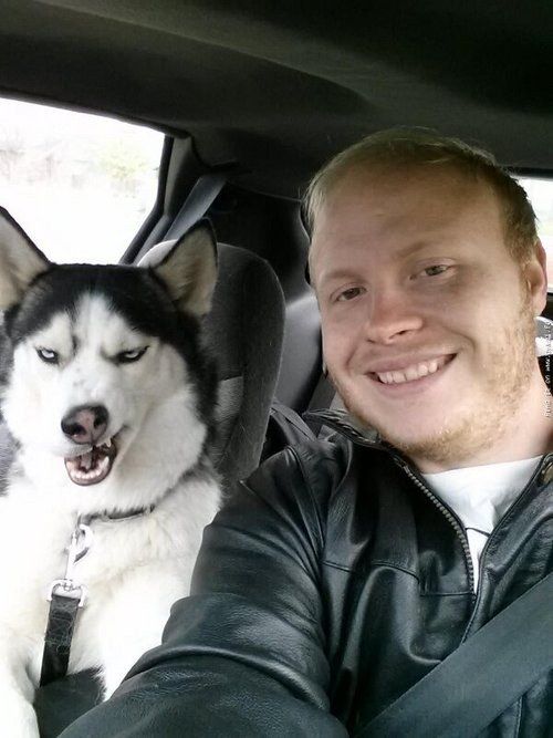 husky selfie
