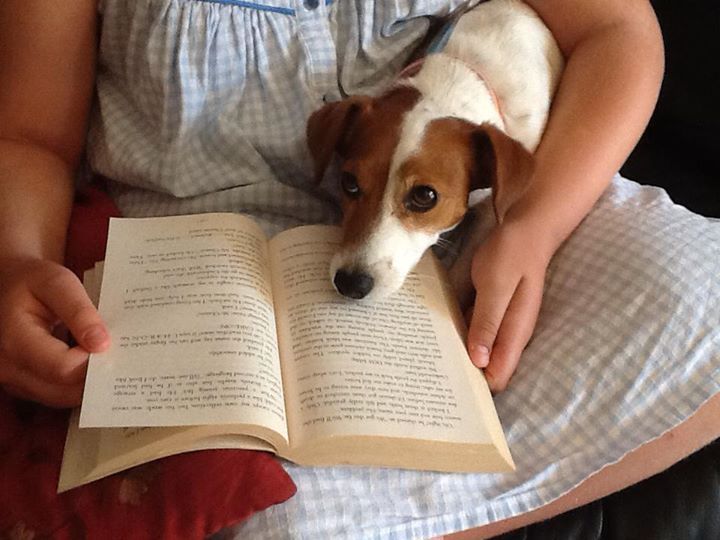 jack russell and book