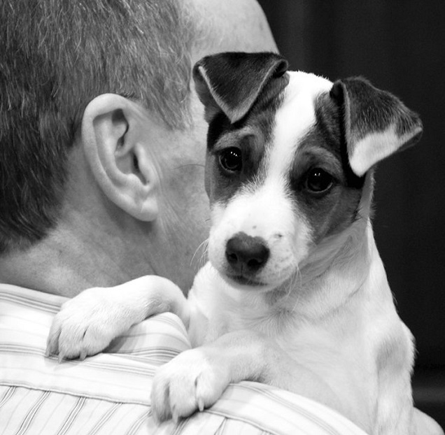 12 Reasons Why You Should Never Own Jack Russells 8 jack russell face eyes pics