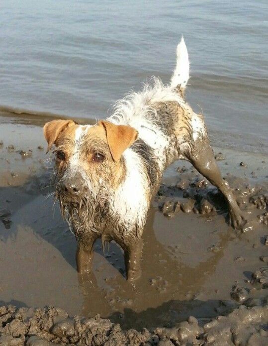 16 Reasons Jack Russells Are Not The Friendly Dogs Everyone Says They Are 11 jack russell mud pics dog