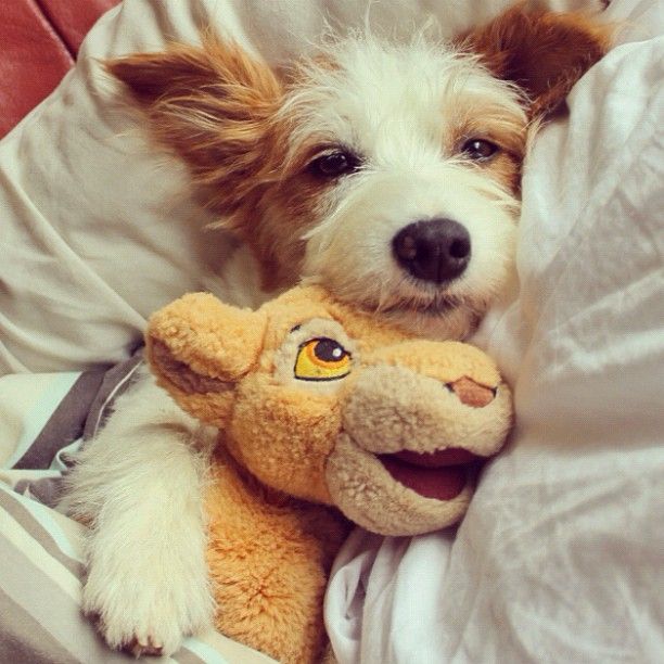 16 Reasons Jack Russells Are Not The Friendly Dogs Everyone Says They Are 4 jack russell nap toy