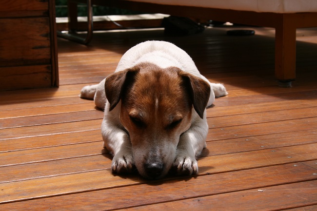 jack russell nap