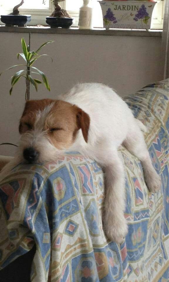 jack russell napping sleep