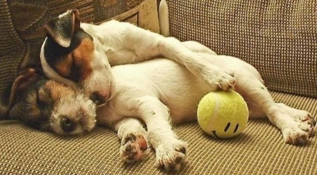 16 Reasons Jack Russells Are Not The Friendly Dogs Everyone Says They Are 13 jack russells sleep