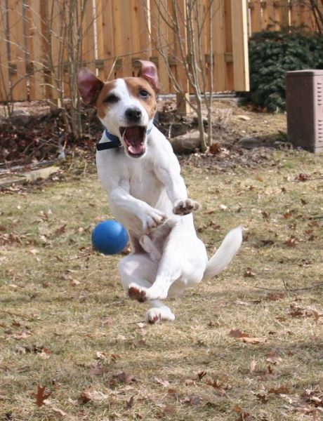 16 Reasons Jack Russells Are Not The Friendly Dogs Everyone Says They Are 16 jumping jack russell ball pics