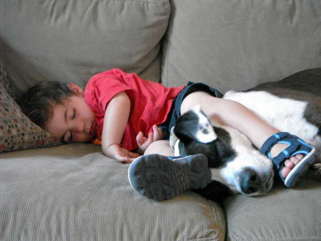 kid sleeping pit bull photo