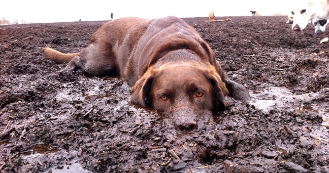 19 Things All Labrador Owners Must Never Forget 5