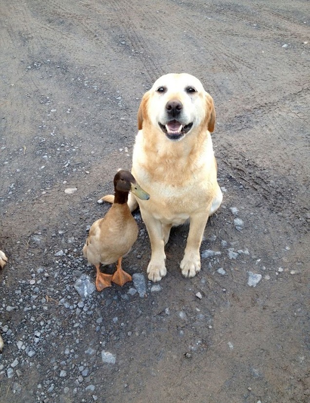 labrador friend duck